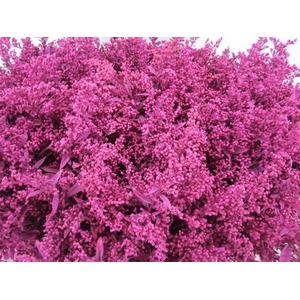 Solidago Cerise