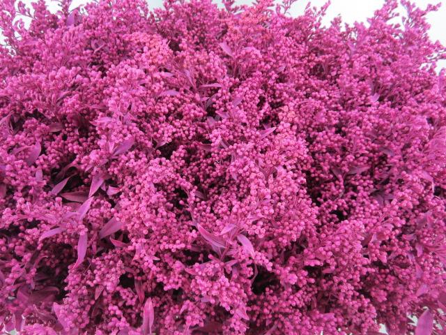 <h4>Solidago Cerise</h4>