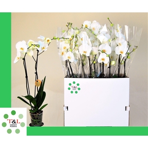 Phalaenopsis   ...white