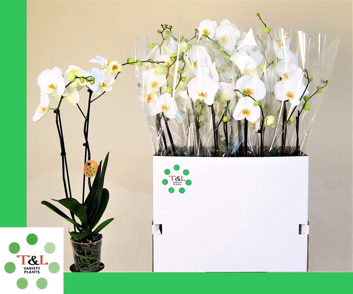 <h4>Phalaenopsis   ...white</h4>