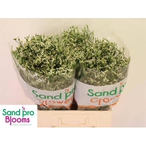 LIM SIN COOL DIAMOND