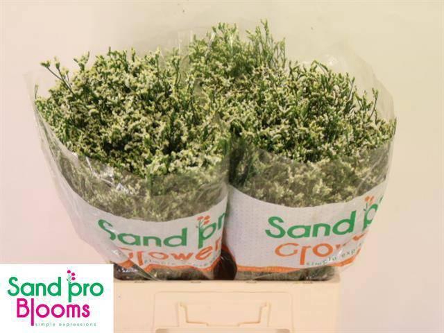 <h4>LIM SIN COOL DIAMOND</h4>