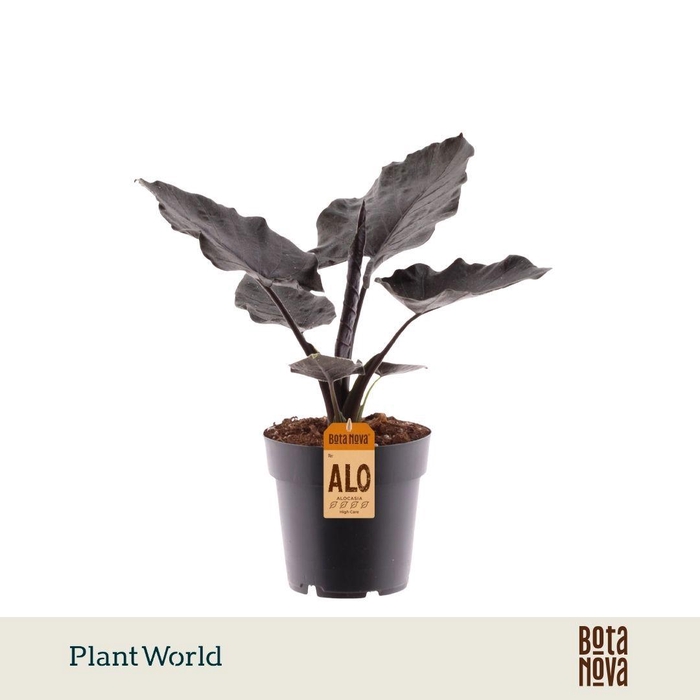 <h4>Alocasia Antoro Velvet</h4>
