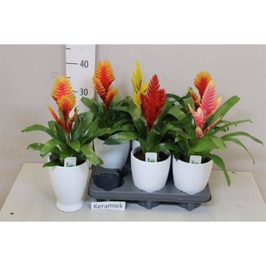 ARR BROMELIA