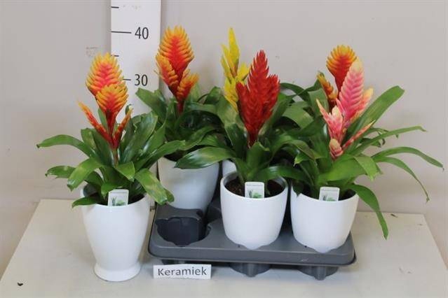 <h4>ARR BROMELIA</h4>