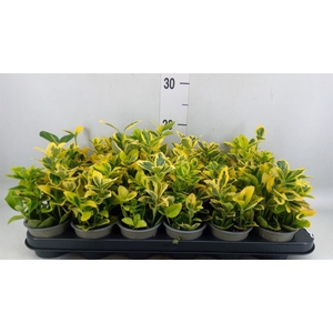 Euonymus japon. 'Ovatus Aureus'