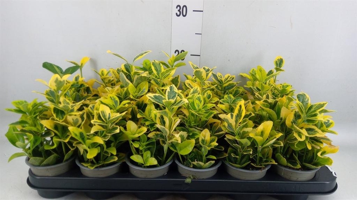 <h4>Euonymus japon. 'Ovatus Aureus'</h4>