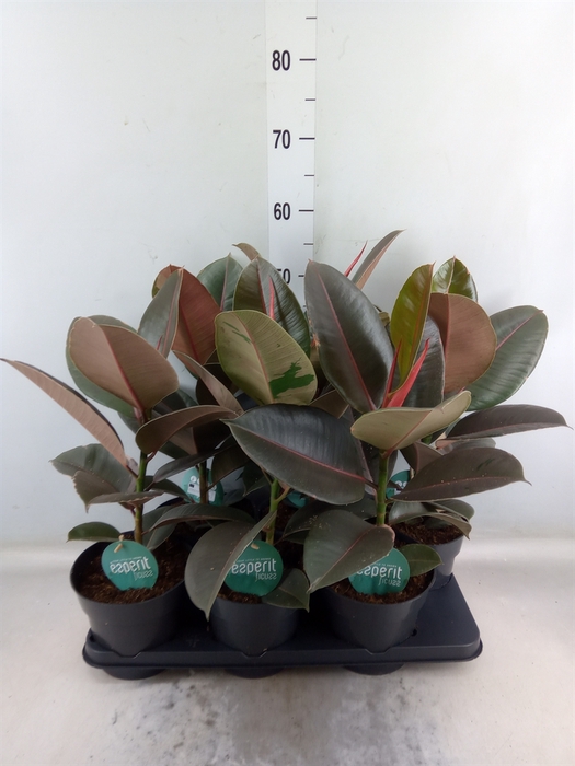 <h4>Ficus elastica 'Pink Camouflage'</h4>