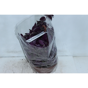 TRADESCANTIA ZEBRINA C21 ROXO