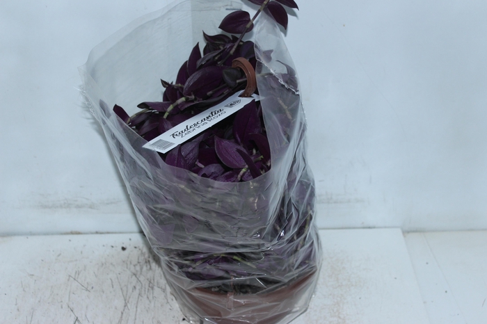 <h4>TRADESCANTIA ZEBRINA C21 ROXO</h4>