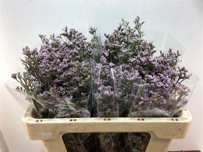 <h4>LIM FLORIDA PINK</h4>