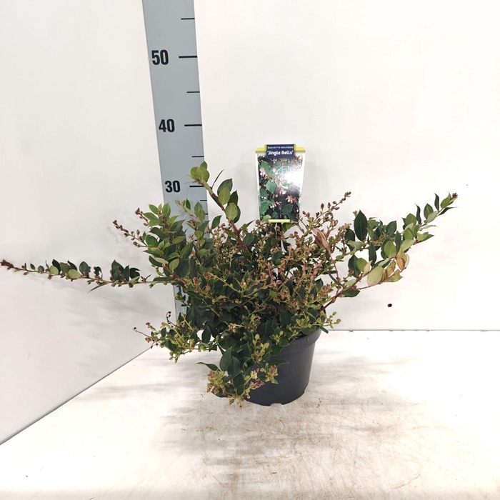 <h4>Gaultheria wisleyensis</h4>