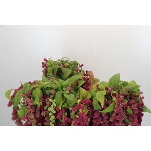 Amaranthus Caudatus Mira