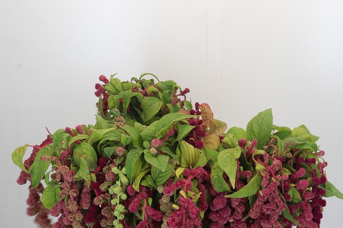<h4>Amaranthus Caudatus Mira</h4>