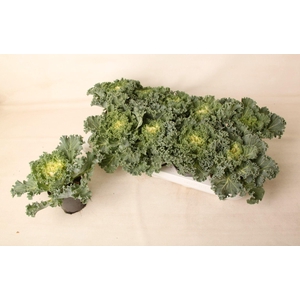 Brassica gekruld wit 10,5 cm