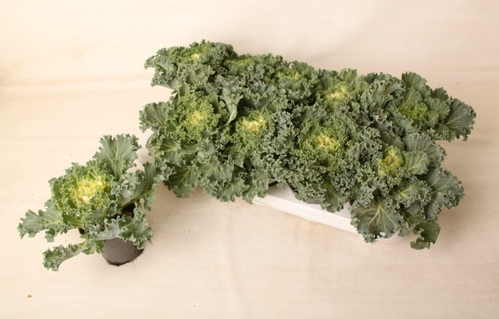 <h4>Brassica gekruld wit 10,5 cm</h4>