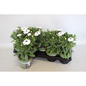 Osteospermum Senorita Blanca (wit)