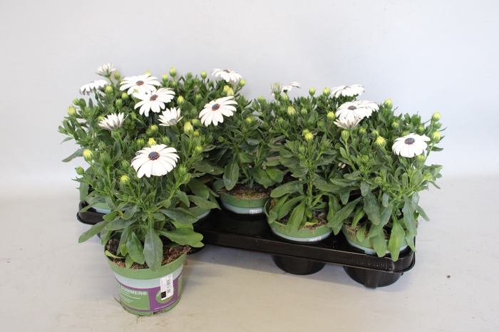 <h4>Osteospermum Senorita Blanca (wit)</h4>