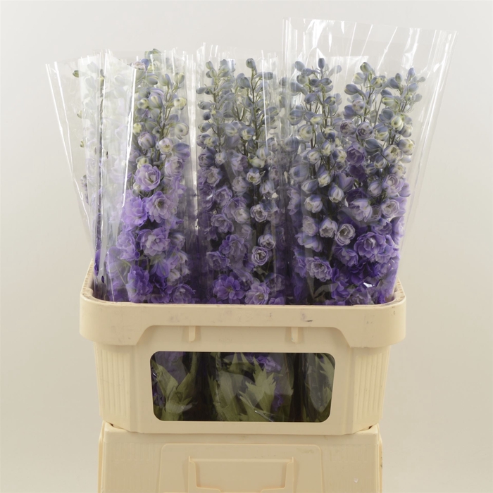 <h4>Delphinium Purple Heart</h4>