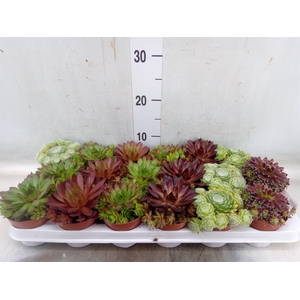 Sempervivum   ...