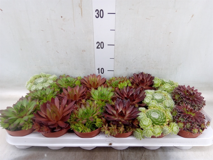 <h4>Sempervivum   ...</h4>