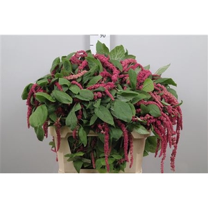 Amar Ca Red Cord