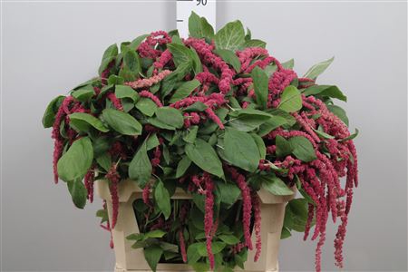 <h4>Amar Ca Red Cord</h4>
