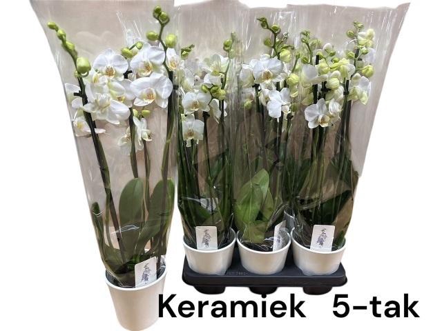 <h4>ARR PHALA MT 14+</h4>