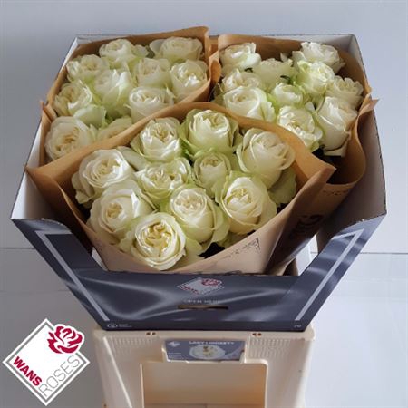 <h4>R Gr Lady Lindsey+</h4>