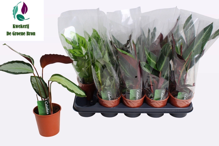 <h4>CALAT GEM 3 SRT</h4>