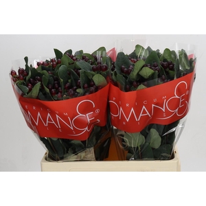 Hypericum Rocky Romance