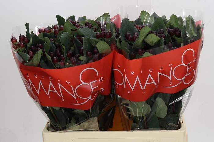 <h4>Hypericum Rocky Romance</h4>