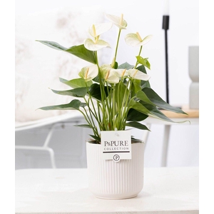 Anthurium white (Elido) in P&PURE Sophie cer. white