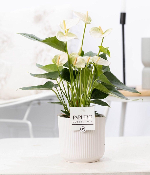 <h4>Anthurium white (Elido) in P&PURE Sophie cer. white</h4>