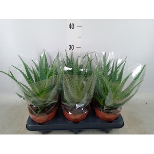 Aloe arborescens