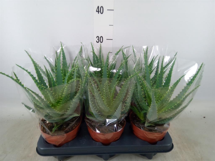 <h4>Aloe arborescens</h4>
