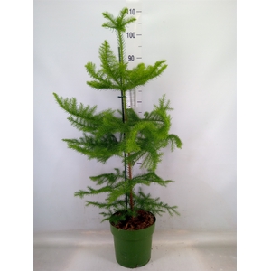 Araucaria heterophylla