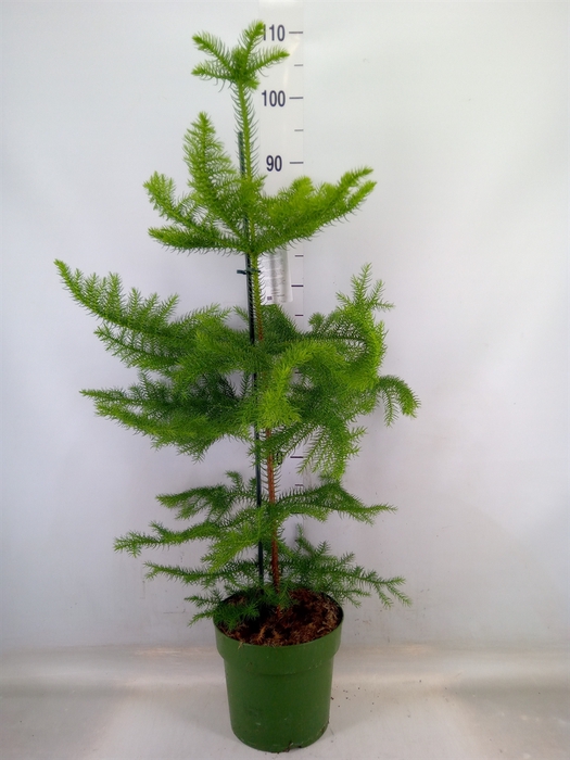 <h4>Araucaria heterophylla</h4>