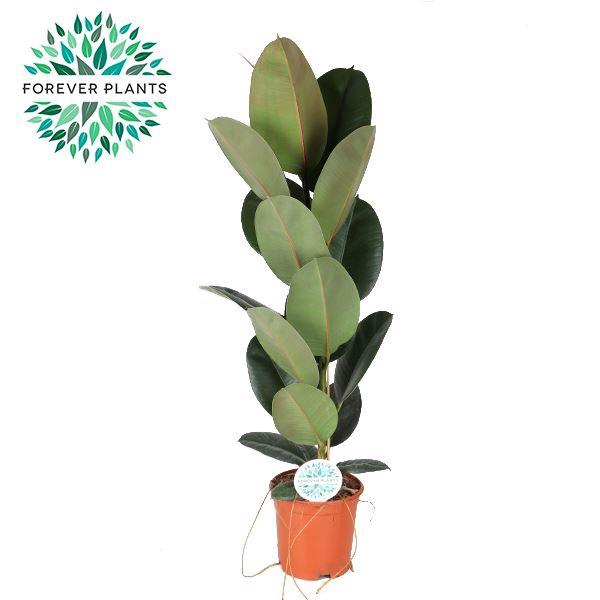 <h4>Ficus Elastica Robusta</h4>