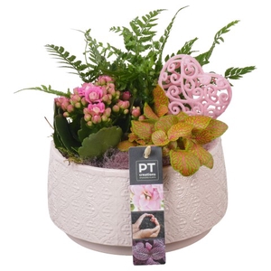 PTVMB4720 Arrangementen kamerplanten