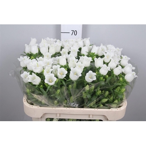 Camp M Champion White