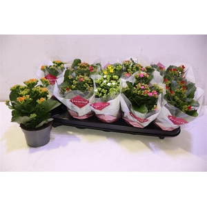 arr8 Kal En Gem 6 Kl