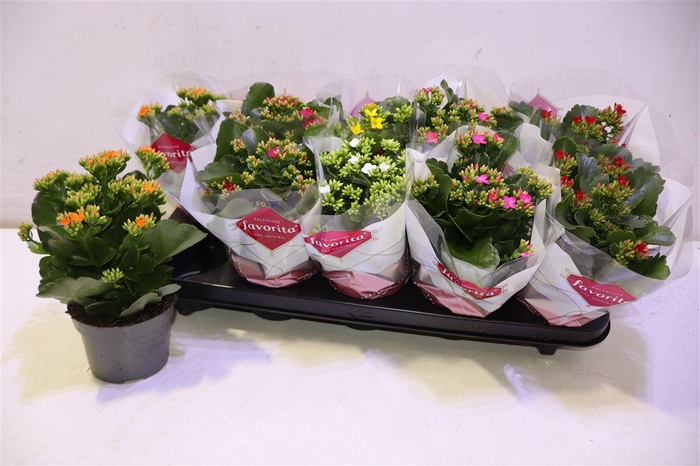 <h4>Kal En Gem 6 Kl</h4>