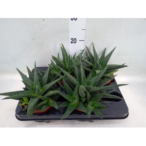 Gasteria