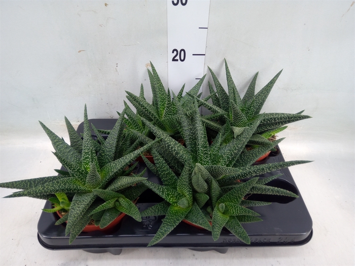 <h4>Gasteria</h4>