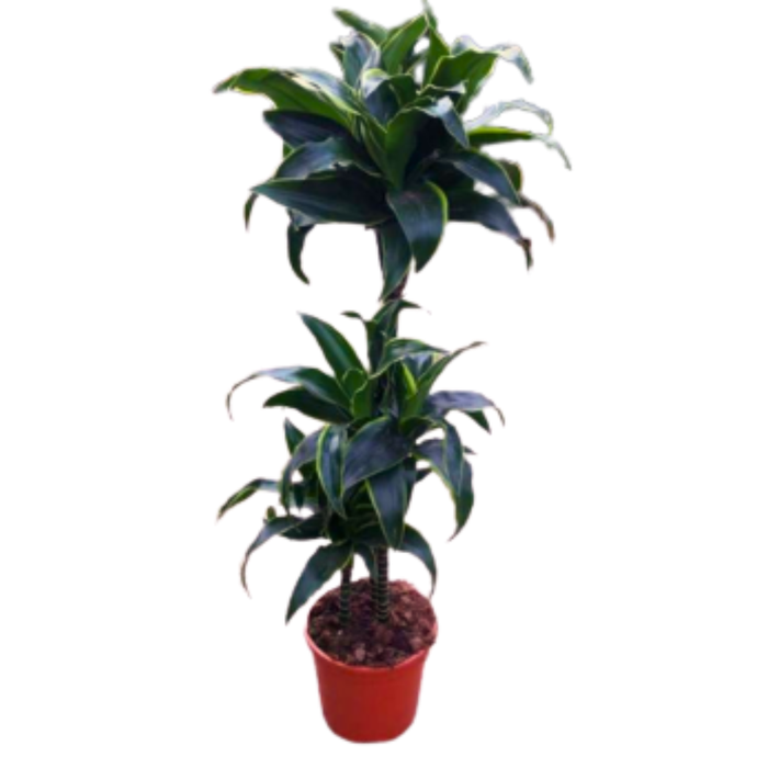<h4>Dracaena overig</h4>