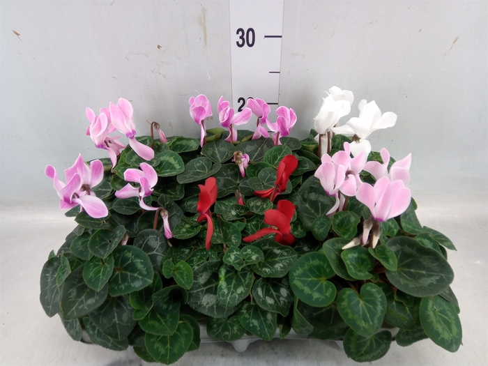 <h4>Cyclamen MD 'Macro'</h4>