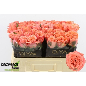 ROSA GR 'BLUSHING REEVA'