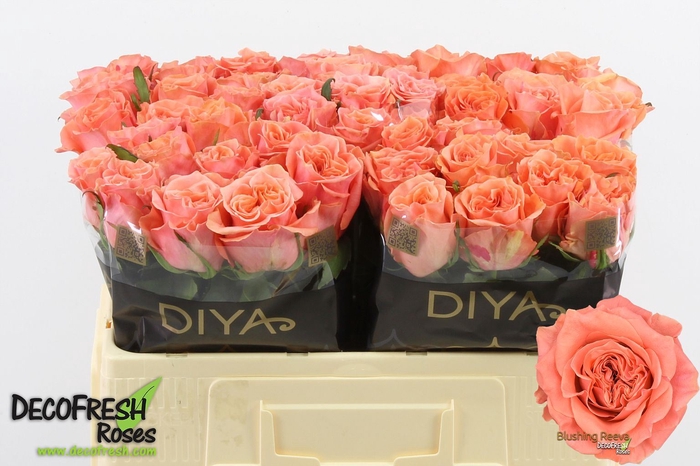 <h4>ROSA GR 'BLUSHING REEVA'</h4>