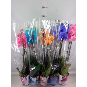 Phalaenopsis   ...